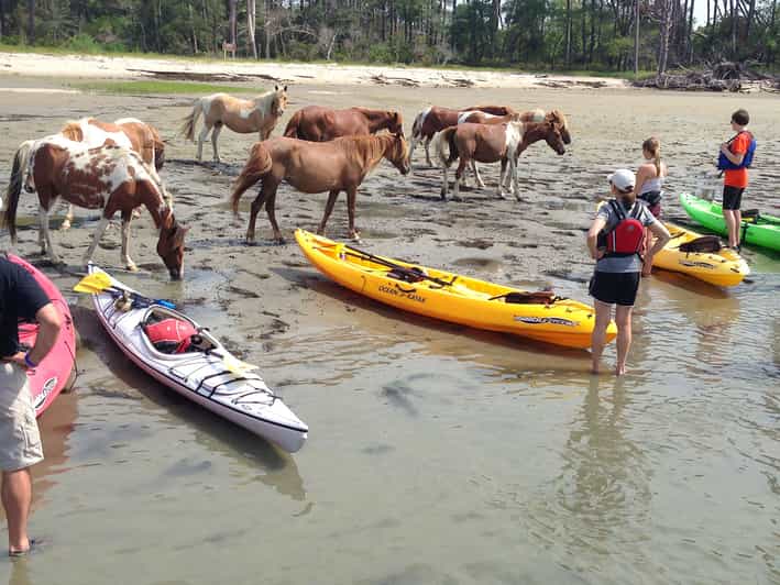 From Chincoteague Guided Kayak Tour to Assateague Island GetYourGuide