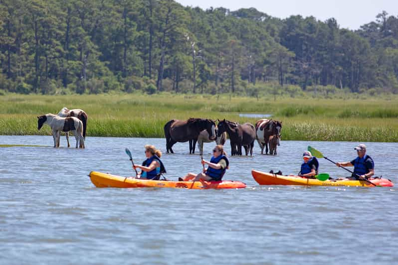 Van Chincoteague begeleide kajaktocht naar het eiland Assateague