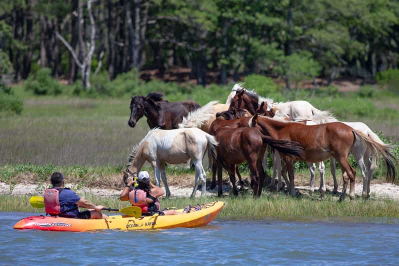 Au départ de Chincoteague Excursion guidée en kayak vers l'île d