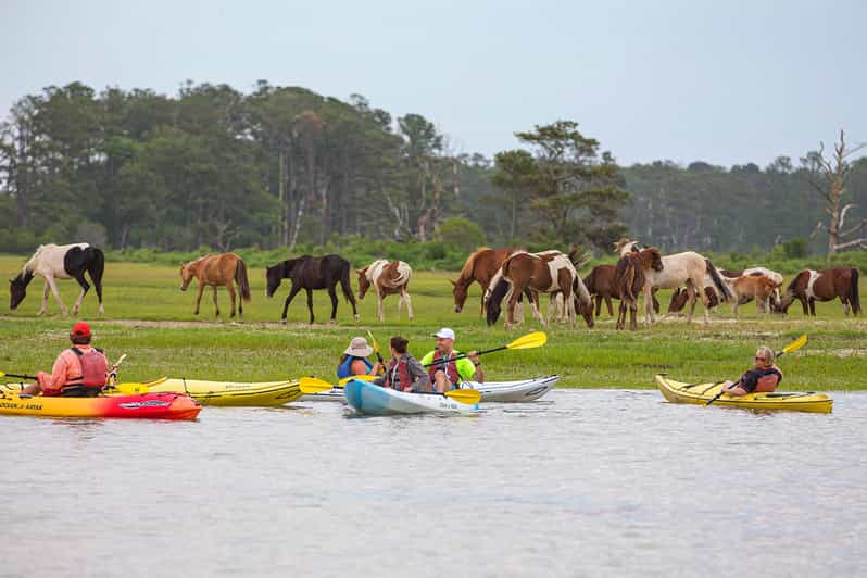 From Chincoteague Guided Kayak Tour to Assateague Island GetYourGuide