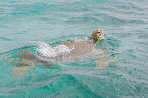 Depuis Tulum : Excursion en bateau à Sian Kaan avec déjeuner