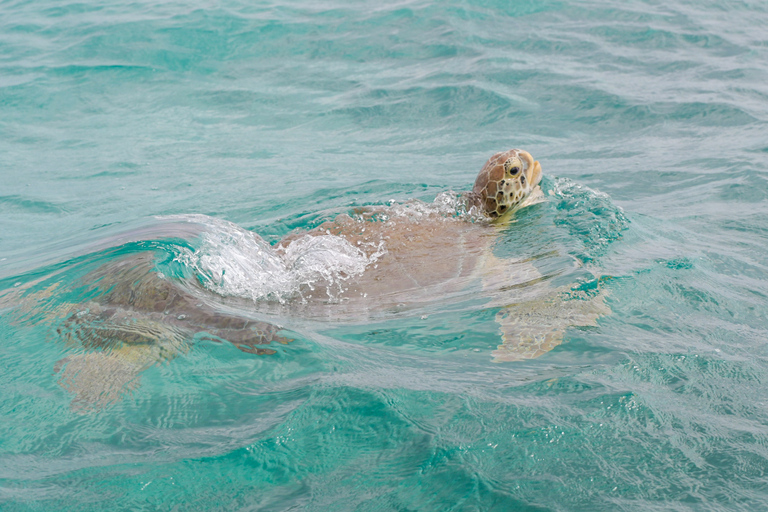 Depuis Tulum : Excursion en bateau à Sian Kaan avec déjeuner