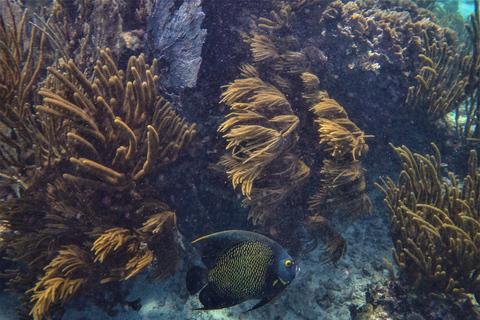 Depuis Tulum : Excursion en bateau à Sian Kaan avec déjeuner