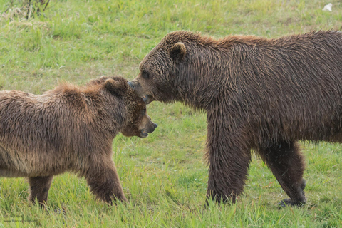Anchorage: Alaska Wildlife Tour with Hotel Pickup