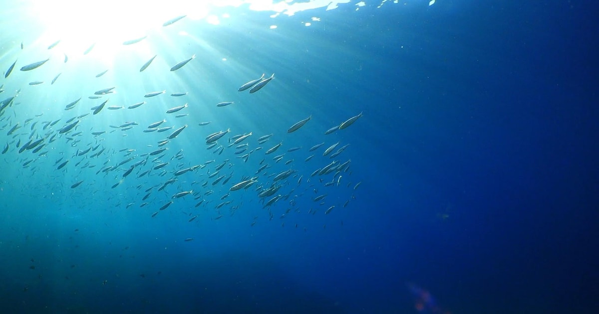 Puerto del Carmen Snorkeling Trip with Dive Instructor GetYourGuide