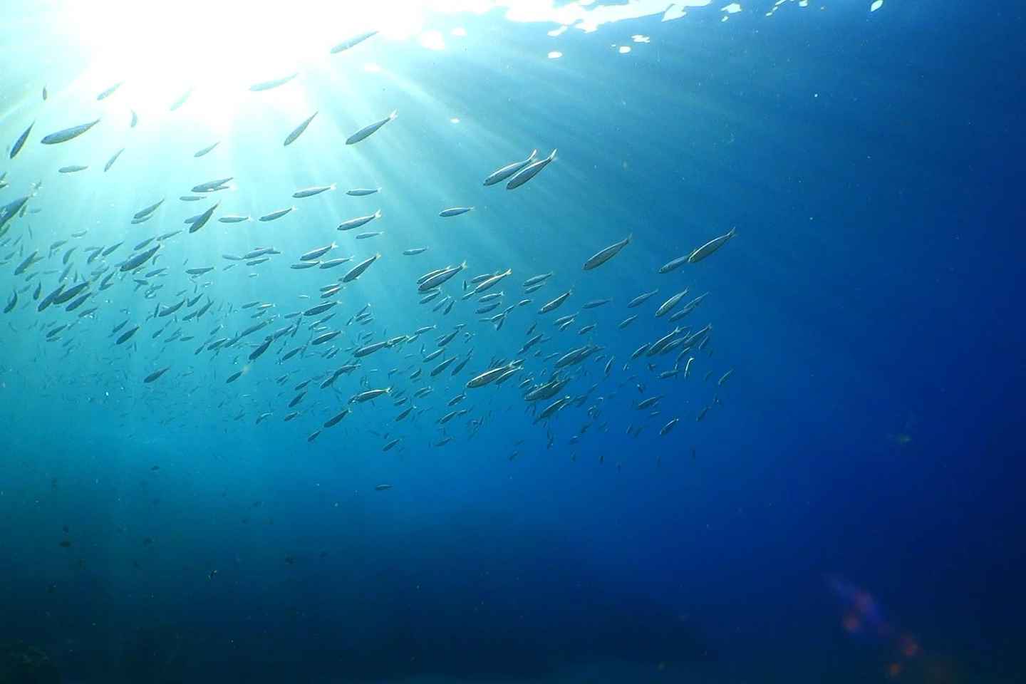 Puerto del Carmen: Snorkeling Trip with Dive Instructor