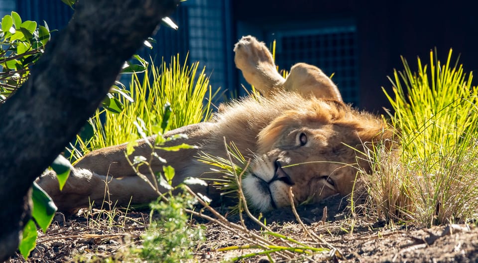 シドニー：タロンガ動物園 & 24 時間または 48 時間のシドニー