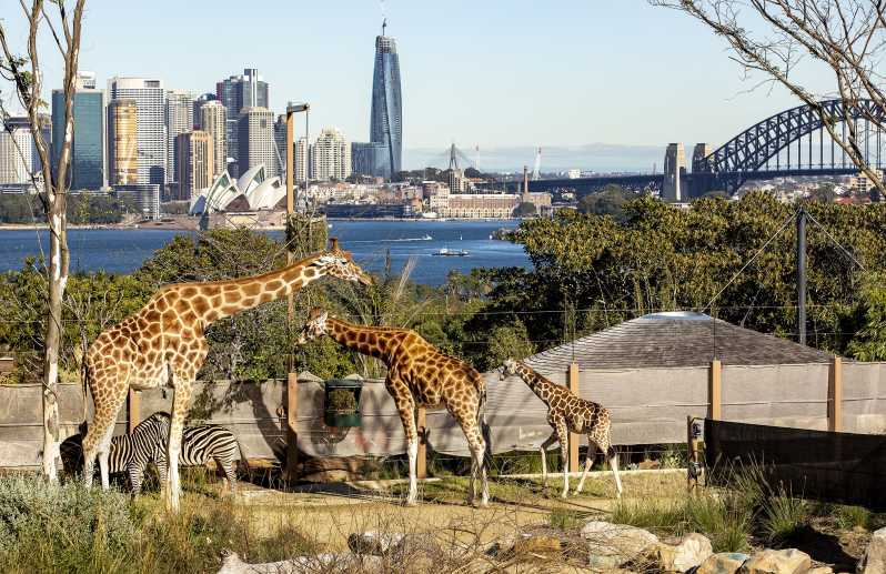 Sydney: Taronga Zoo & 24 or 48hr Sydney Harbour Hopper Pass