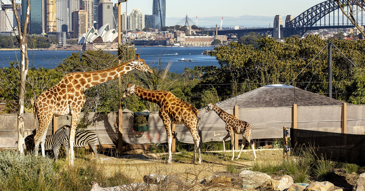 Sydney Zoo De Taronga Y Pase Hopper Del Puerto De Sídney De 24 ó 48 ...