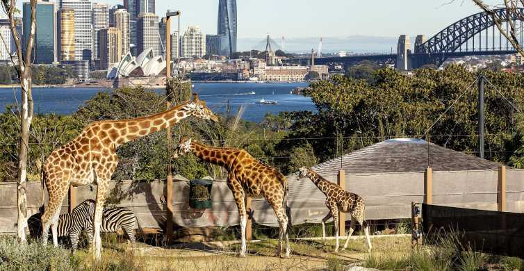 Sydney Taronga Zoo & 1 or 2 Day Harbour Hopper Pass GetYourGuide