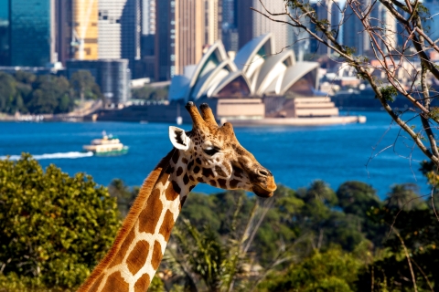 Sydney : zoo de Taronga et pass 1 ou 2 jours Sydney Harbour HopperSydney : zoo de Taronga + pass 1 jour Sydney Harbour Hopper