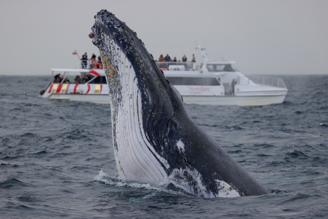 Visit Sydney 2-hour Express Whale Watching Cruise in Sydney