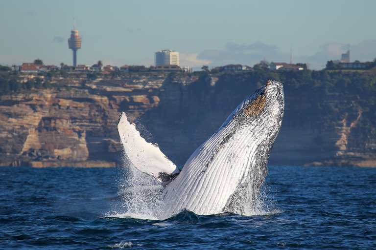 Sydney: 2-hour Express Whale Watching Cruise