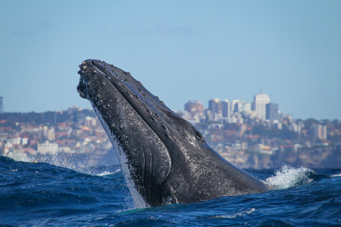 Sydney: 2-hour Express Whale Watching Cruise