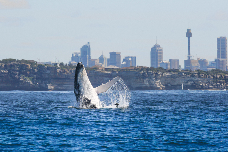 Sydney: 2-hour Express Whale Watching Cruise