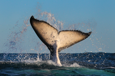 Sydney: 2-hour Express Whale Watching Cruise