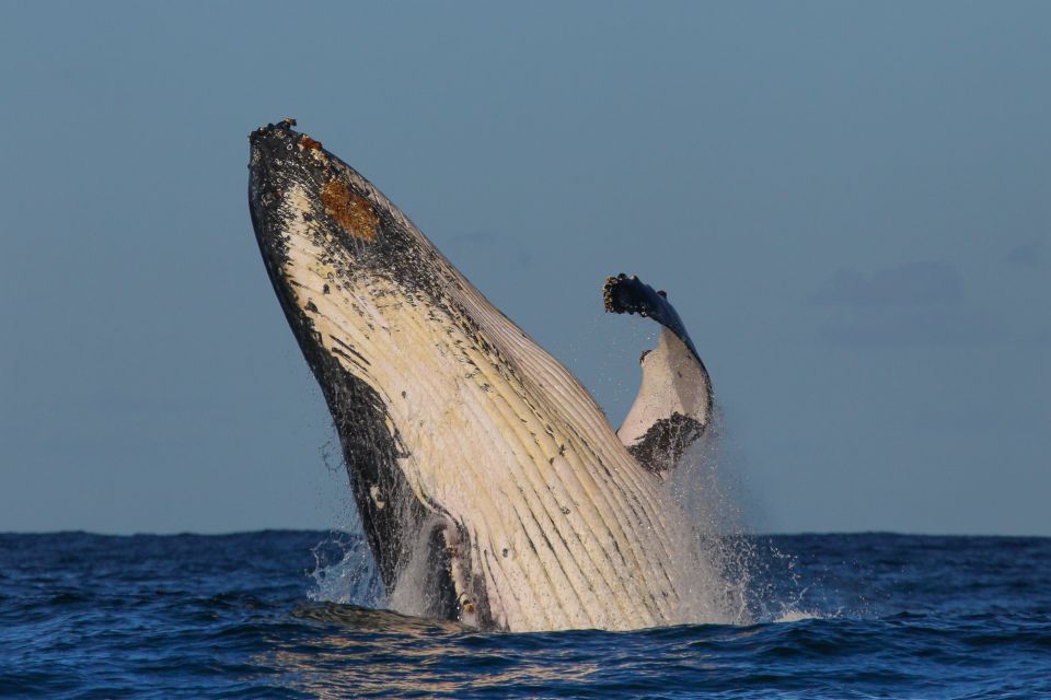 Sydney: 2-hour Express Whale Watching Cruise | GetYourGuide