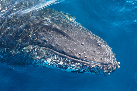 Sydney: 2-hour Express Whale Watching Cruise