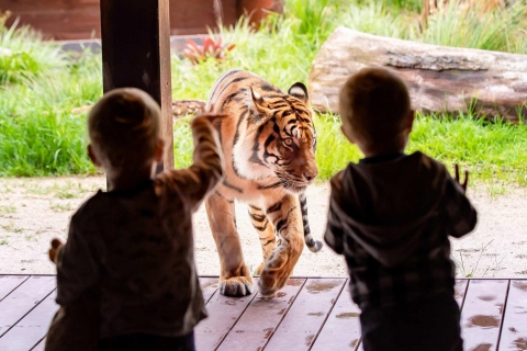 Sydney: Taronga Zoo Ticket mit Hin- und Rückfahrt mit der Fähre & Seilbahn