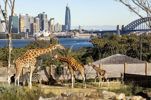 Sydney: Taronga Zoo Ticket mit Hin- und Rückfahrt mit der Fähre & Seilbahn