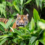 Sydney: Biglietto per lo zoo di Taronga con traghetto andata e ritorno
