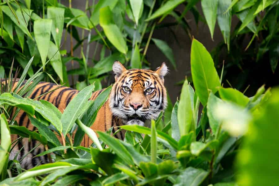 Sydney: Taronga Zoo Ticket mit Rückfahrt mit der Fähre. Foto: GetYourGuide