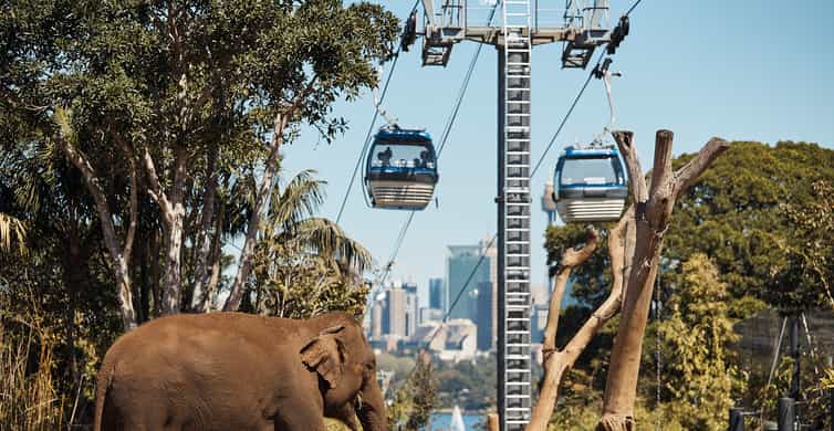Sydney: Taronga Zoo Ticket with Return Ferry & Cable Car | GetYourGuide