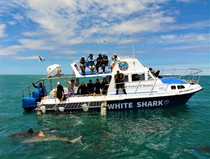 gansbaai shark tours