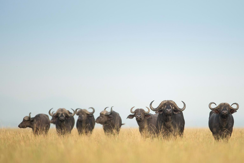 Safari en albergue de 6 días en Tanzania