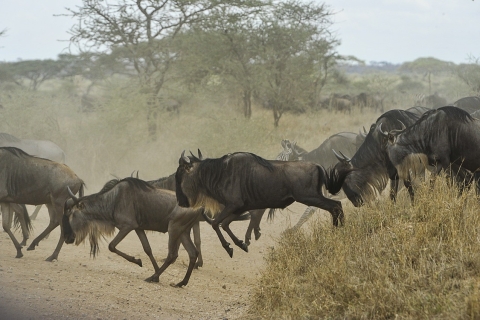 Safari en albergue de 6 días en Tanzania