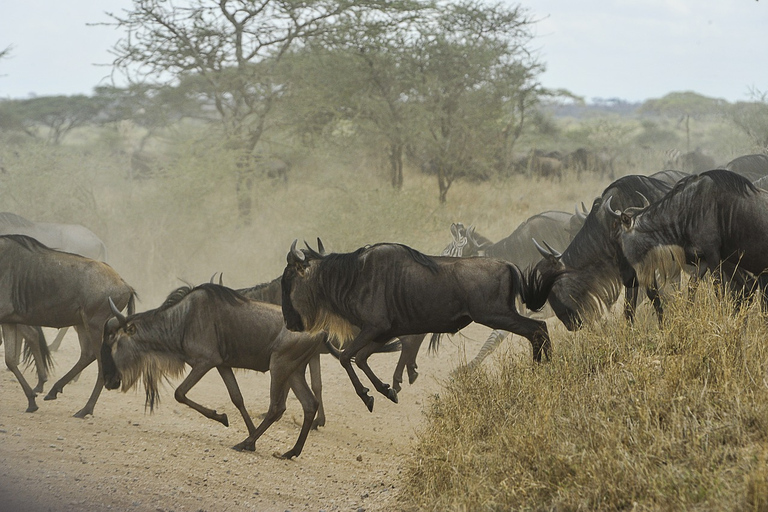 6 Tage Tansania Lodge Safari