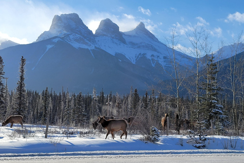 Calgary: Canmore, Banff, Lake Louise und Tagestour mit der Gondel