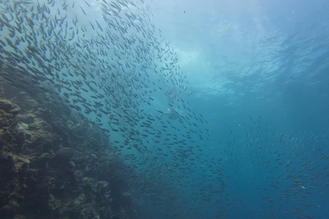 Observação de tubarões-baleia em Oslob, cachoeiras de Inambakan e corrida de sardinhas