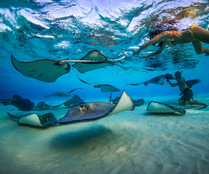 Grand Cayman: City Tour Stingray de 3 paradas com mergulho com snorkel