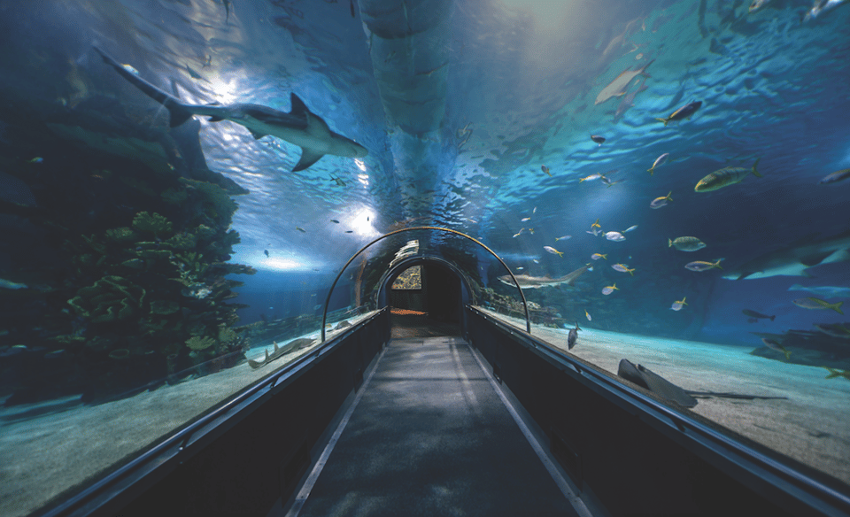 Maui Ocean Center, The Aquarium of Hawaii