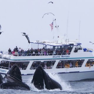Monterey: tour di osservazione delle balene con una guida marina