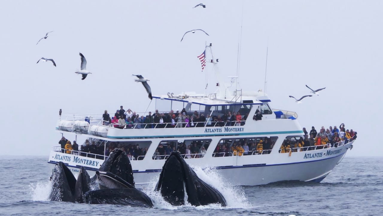 Monterey: Walbeobachtungstour mit einem Meeresführer