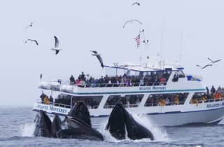 Monterey: Walbeobachtungstour mit einem Meeresführer