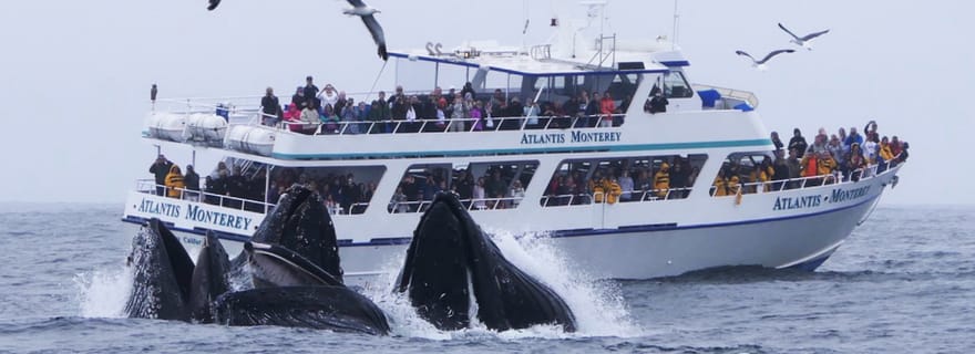 Monterey: visite d'observation des baleines avec un guide marin