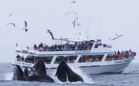 Monterey: Whale Watching Tour with A Marine Guide