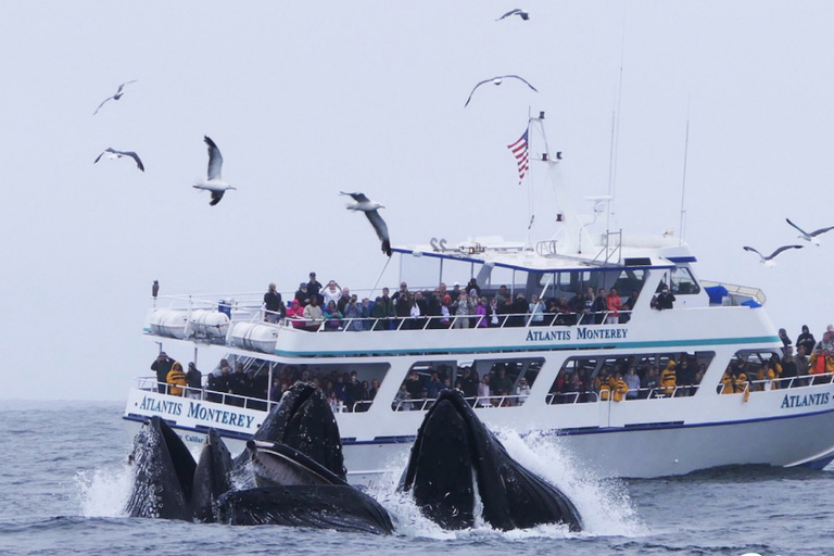 Monterey: Whale Watching Tour with A Marine Guide