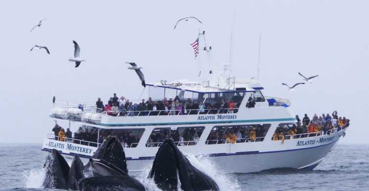 Monterey Whale Watching Tour with A Marine Guide