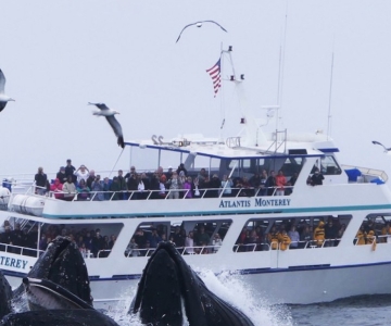 Monterey: Walbeobachtungstour mit einem Meeresführer