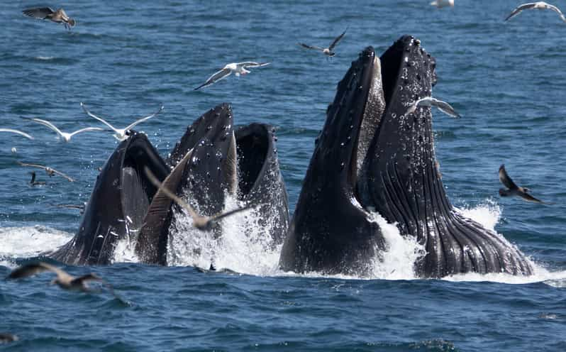 Monterey: Whale Watching Tour with A Marine Guide | GetYourGuide