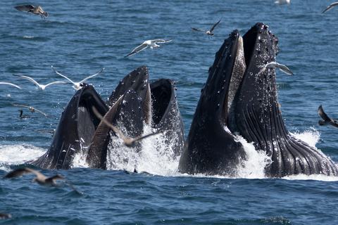 Monterey: Whale Watching Tour with A Marine Guide