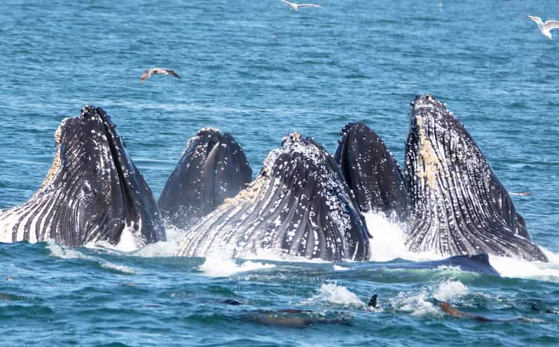 whale watching tour guide jobs