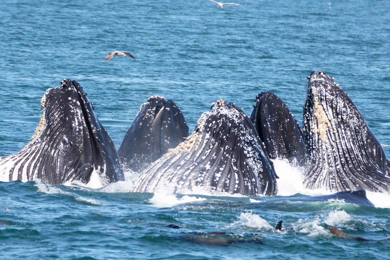 Monterey: Whale Watching Tour with A Marine Guide