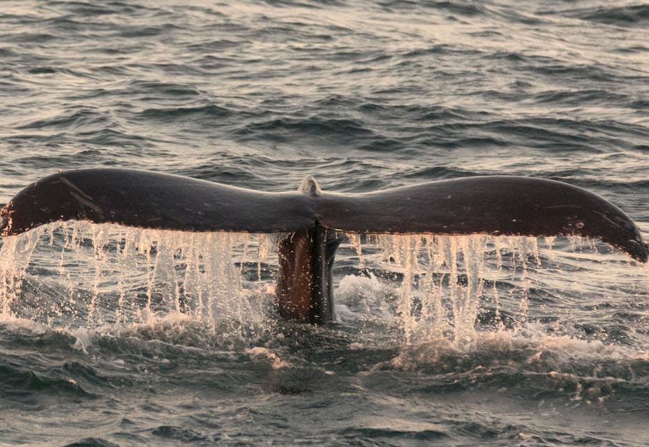 Monterey: Visite D'observation Des Baleines Avec Un Guide Marin ...