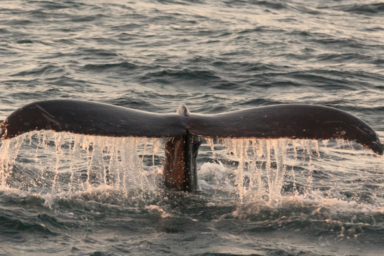 Monterey: Whale Watching Tour with A Marine Guide