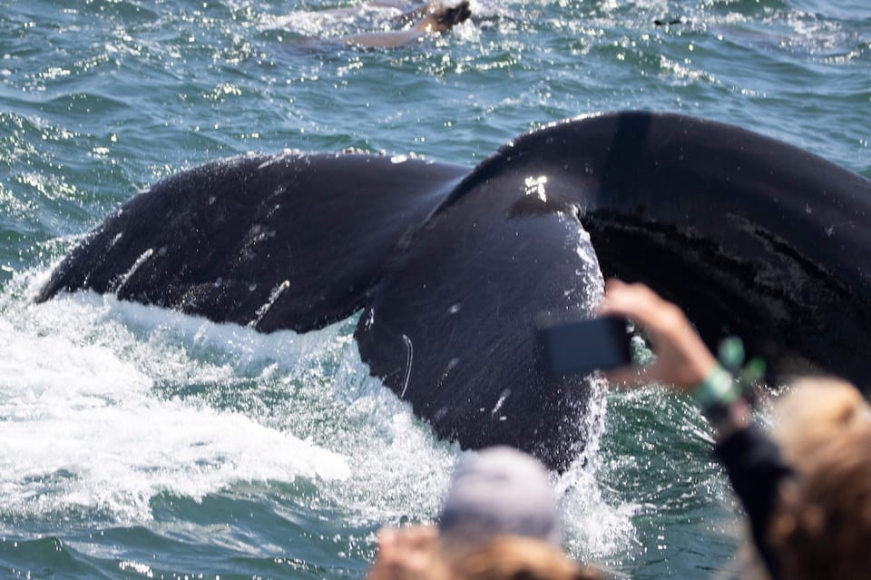 Monterey: Visite D'observation Des Baleines Avec Un Guide Marin ...